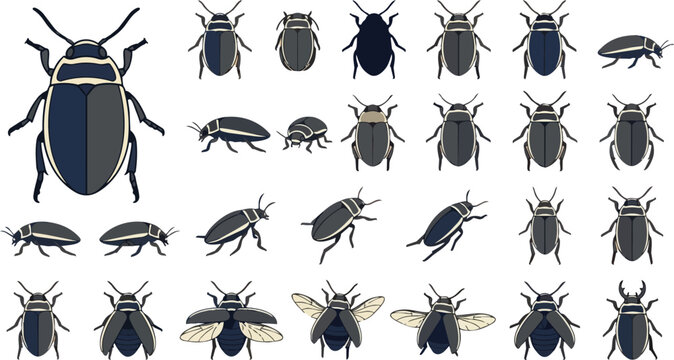 Beetle, insect and bug set for biology, nature education and science study. Wildlife, fauna and outdoors with different angles and anatomy for research, graphics and educational school posters.