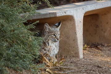Juvenile Bobcat Waiting Near Bench For Mother To Return With Food © PeteLori