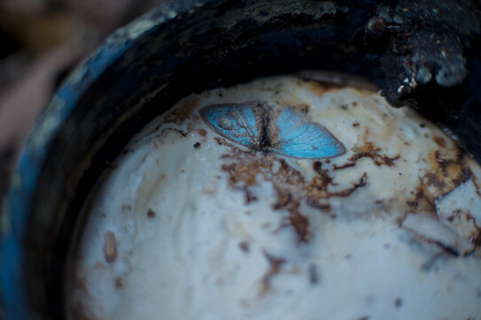 a butterfly trapped in drying rubber sap