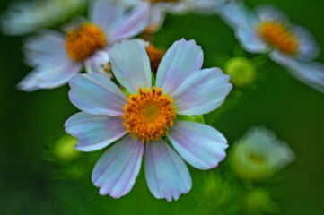 Fototapeta premium flower in the garden