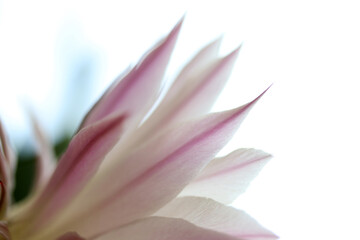 Beautiful cactus flower blooming on windowsill © Kybele