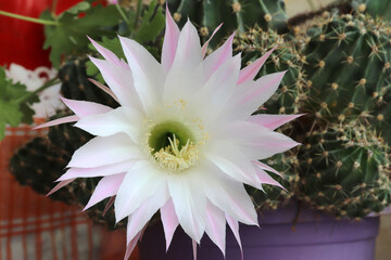 Beautiful cactus flower blooming on windowsill © Kybele