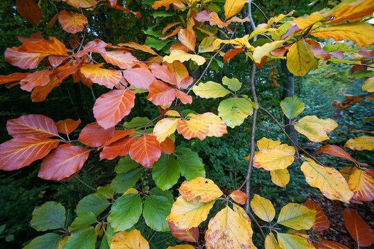 Autumn colourful beech leaves on tree in forest closeup view, autumn concept
