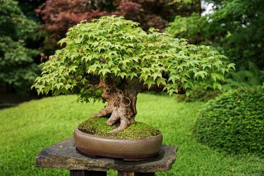 Historic old Japanese three-lobe maple bonsai in japanese garden