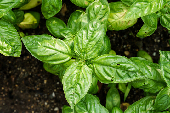 Bio basil plant close-up view, nice green colour