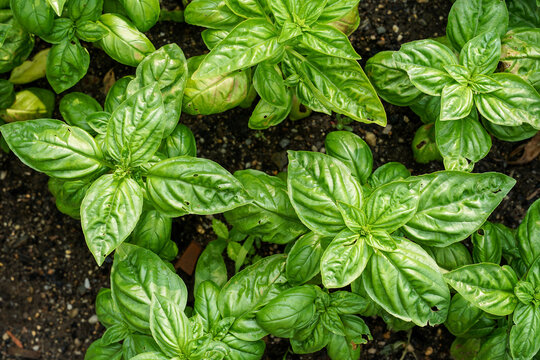 Small bio basil plants with green colour top view