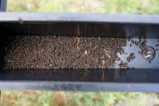 Bark beetles in trap container, dangerous insect causing death of forests and wildfires