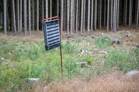 Bark beetle trap, dangerous insect causing death of forests and wildfires