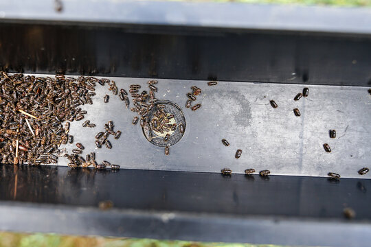 Bark beetles in trap container close-up view, dangerous insect causing death of forests and wildfires
