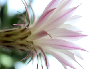 Beautiful cactus flower blooming on windowsill © Kybele