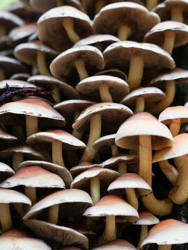 Small mushrooms growing vertical on tree