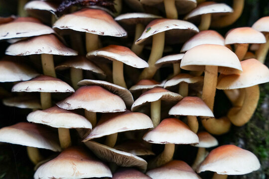Small mushrooms growing vertical on tree close-up view