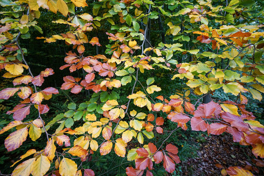 Autumn colourful beech leaves on tree in forest, autumn concept