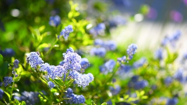 Ceanothus Shrub blooming in summer garden, close up. California lilac flowers. Ceanothus bush in garden design, blue flowers, macro shot. Slow motion. 
