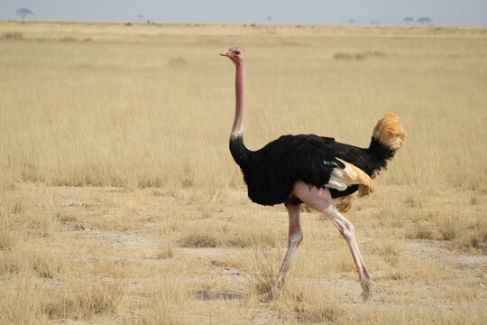 ostrich in the savannah, North African Ostrich