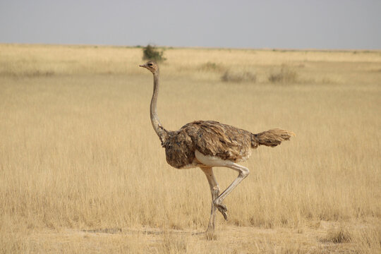 ostrich in the savannah, North African Ostrich