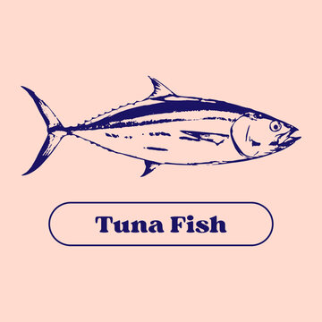 Vintage Tuna Fish Engraving Illustration Hand Drawn Seafood Vector Isolated
