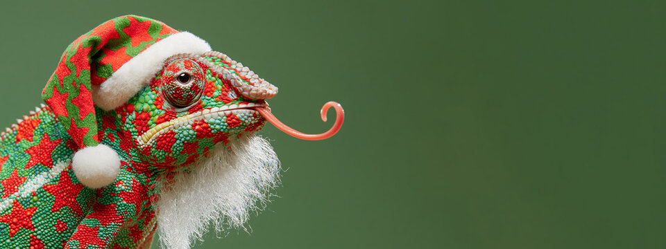 Merry Christmas xmas celebration, animal concept holiday vacation winter greeting card postcard long banner - Funny chameleon with santa hat, isolated on red background