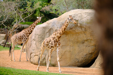 Two giraffes near a large rock © Kamil
