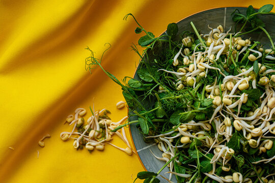 Vigna radiata and microgreens 