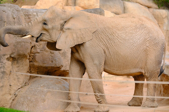 Elephant with tusks
