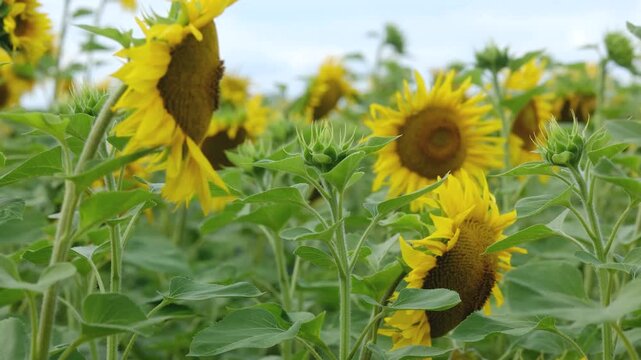 Field of sunflowers with green leaves against a pale sky