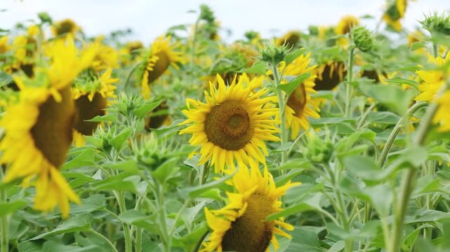 Field of sunflowers with green leaves under a cloudy sky