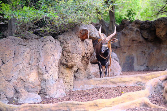 Majestic ram standing near natural stone architecture