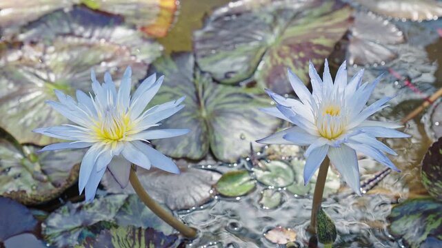 Summer nature. Vivid flowering lily. Flower of Nymphaea waterlily. Flowering Nymphaea lily. Lily fresh blossom. Blooming waterlily flower growing in water. Lilies flower in nature