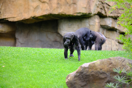 Two gorillas in a park in no landmark