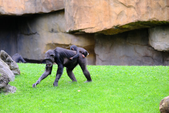 Chimps in a zoo enclosure