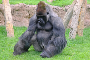 Fototapeta premium Sitting Gorilla in Zoo Enclosure in eiffel tower