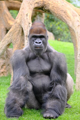 Naklejka premium Gorilla in sanctuary