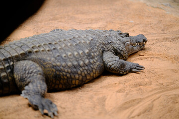Fototapeta premium Giant alligator in sandy enclosure