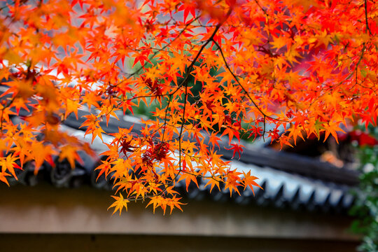 Maple With Roof At Hogonin Temple In Kyoto Japan Scene Nov 28 2025