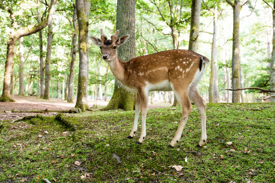 Young male fallow deer with spotted fur and small antlers stands on a mossy hill in a green woodland environment while looking at the camera.