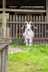 White Goat with Large Curved Horns Standing in Enclosure. A white male goat with a long beard stands on green grass behind a wooden and wire mesh fence on a farm. © JULIA