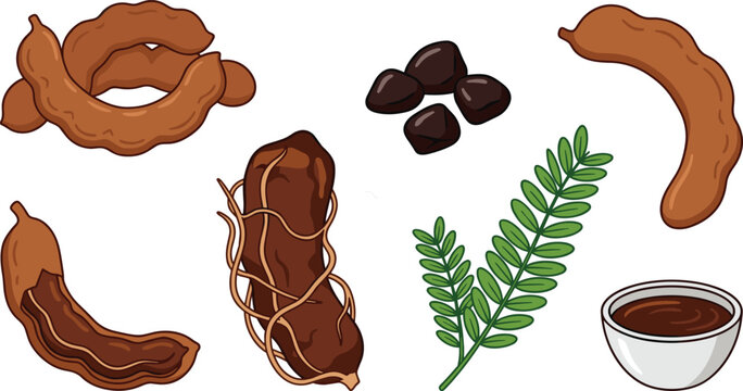 Aromatic exotic tamarind pods vector clip art collection featuring whole raw shells peeled pulp with fibers seeds and cooking paste