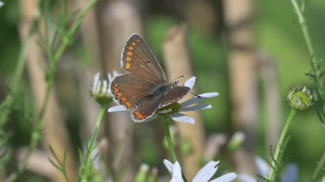 Brown Argus butterfly (Aricia agestis) flying from flower to flower. July, Kent, UK [Slow motion x5]	