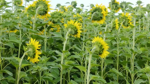 Field of sunflowers with green leaves and stems under a bright sky