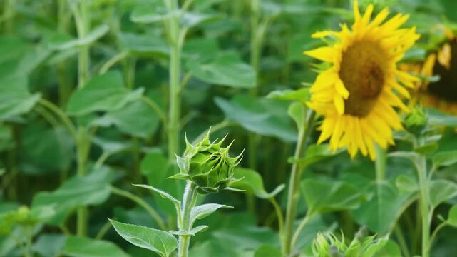 Sunflower bud and blooming flower in a field of green leaves