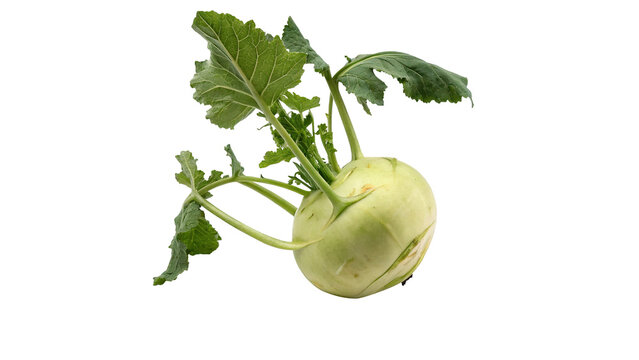 Fresh green organic kohlrabi turnip cabbage root vegetable isolated on transparent background