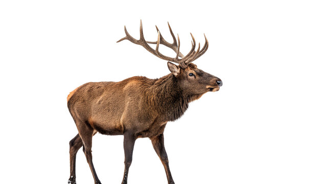 Majestic wild red deer stag with large antlers standing isolated on transparent background