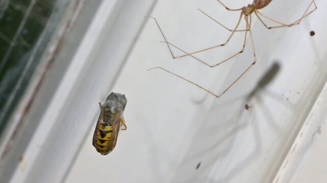 Cellar Spider (Pholcus phalangioides) with a live Wasp wrapped in silk in its web to immobilise it. Indoors, August, Kent, UK [Slow motion x5]	