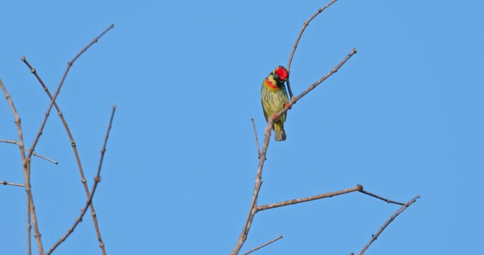Coppersmith Barbet (Psilopogon haemacephalus) perched on a leafless tree branch against a clear blue sky during daytime. Colorful bird in nature. Slow motion.