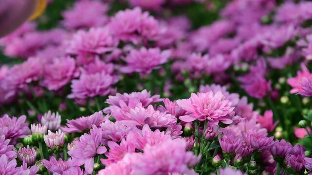Pink chrysanthemum blooming in garden. Meaning friendship, affection, and gentle love.
