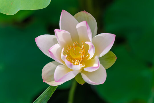 Beautiful Blooming Lotus Flower with Pink and White Petals in Summer Sunlight with Green Leaves Background
