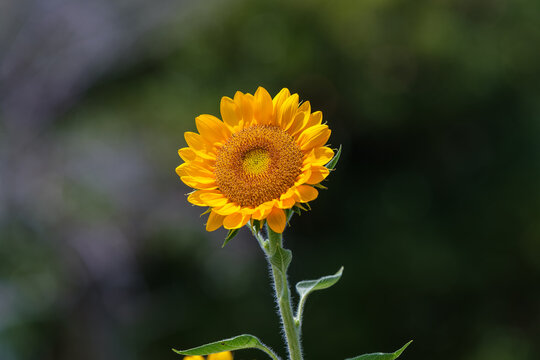 Bright Yellow Sunflower Blooming in Summer Sunshine with Soft Dark Green Bokeh Background
