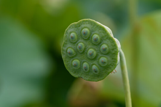 Close Up of Fresh Green Lotus Seed Head Pod with Soft Blurred Bokeh Nature Background in Summer