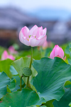 Beautiful Blooming Pink Lotus Flower with Lotus Seed Head and Fresh Green Leaves in Summer Garden